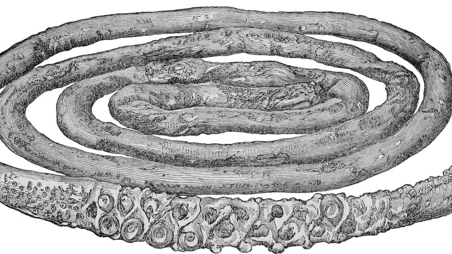 The 19-foot tentacle of a giant squid (Architeuthis sp.), hacked off a living animal on 26 October 1873