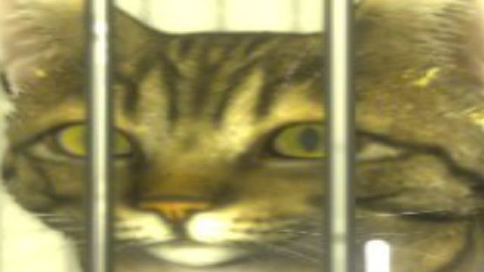 A cat in jail.